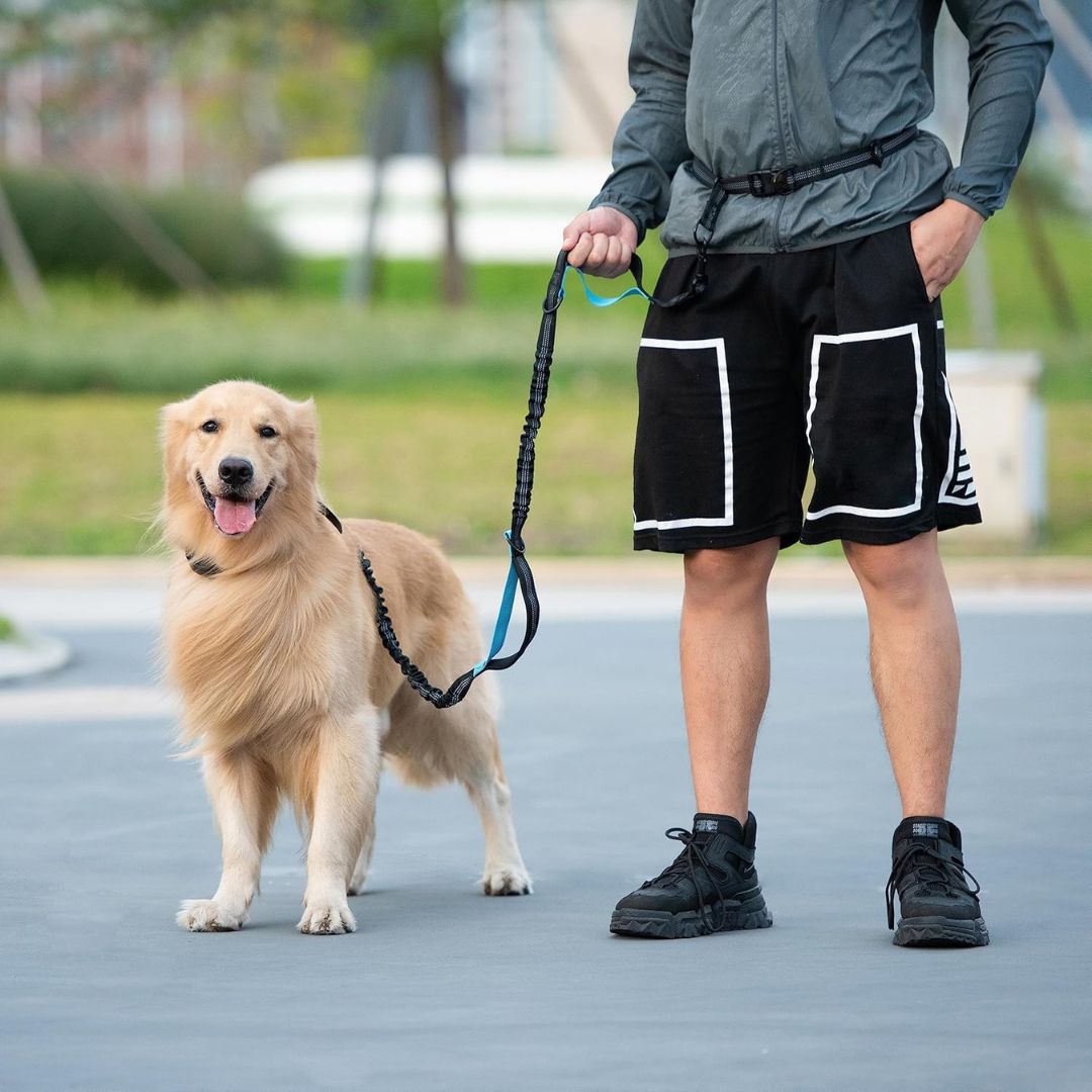 PawGo™ Hands-Free Leash – Run, Walk & Store with Ease